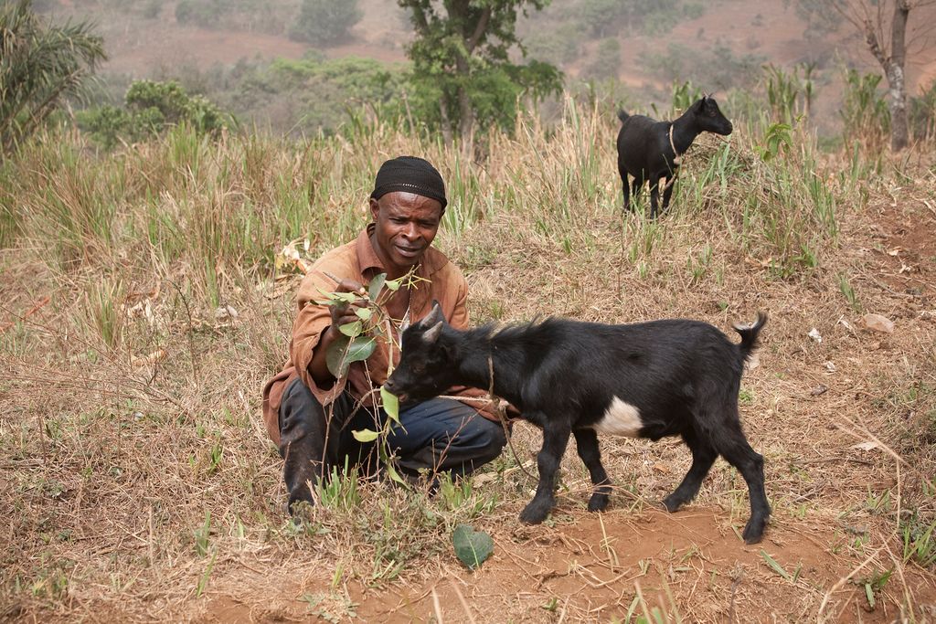 Heifer International gifts Buy the cow. And the goat, and the flock of